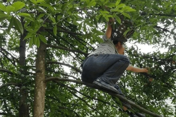 山竹病虫害怎么防治，遇到蚜虫可使用啶虫脒等药物