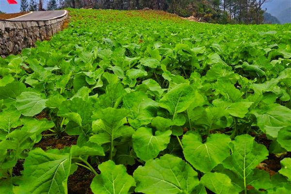 油菜一菜两用模式，一般在9-10月份移栽