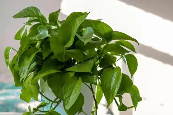 绿萝烂根原因，一般是低温、过度浇水等因素所致