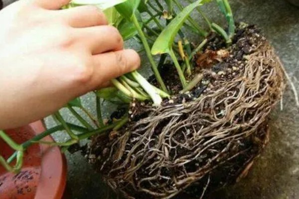 绿萝烂根原因，一般是低温、过度浇水等因素所致