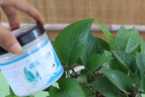 绿萝烂根原因，一般是低温、过度浇水等因素所致