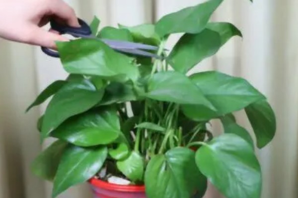 绿萝烂根原因，一般是低温、过度浇水等因素所致