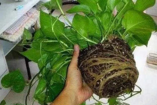 绿萝烂根原因，一般是低温、过度浇水等因素所致