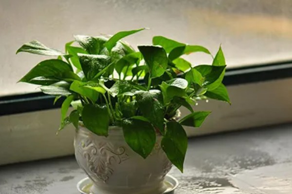 绿萝烂根原因，一般是低温、过度浇水等因素所致