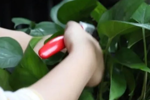 绿萝烂根原因，一般是低温、过度浇水等因素所致