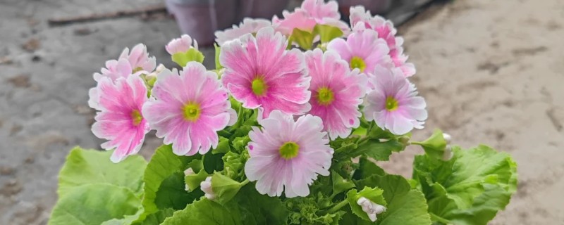 怎么控制四季樱草的花期，春季修剪枝条并追肥可让它在夏季开放