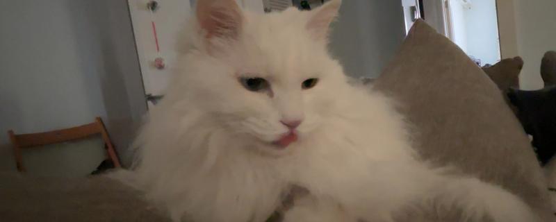 猫大小眼的原因，可能是基因所致