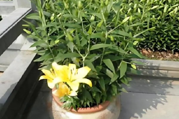 百合花的养殖方法，春秋季节每隔3-5天浇一次水