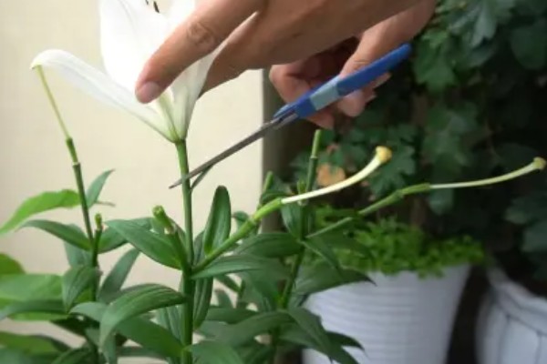 百合花的养殖方法，春秋季节每隔3-5天浇一次水