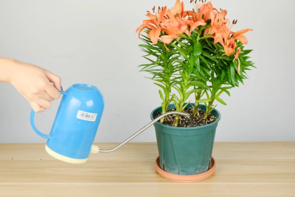 百合花的养殖方法，春秋季节每隔3-5天浇一次水
