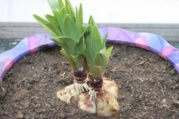 百合花的养殖方法，春秋季节每隔3-5天浇一次水