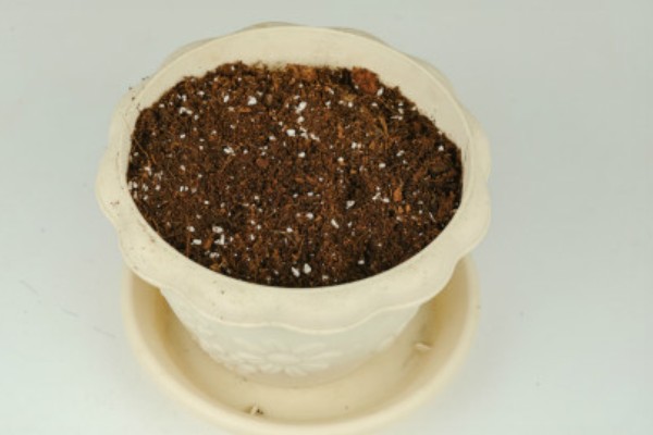百合花的养殖方法，春秋季节每隔3-5天浇一次水