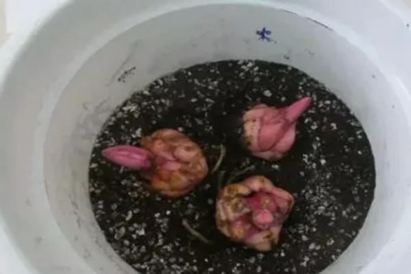 百合花的养殖方法，春秋季节每隔3-5天浇一次水
