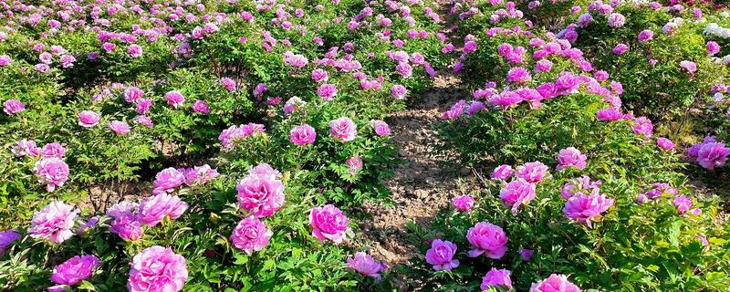 牡丹花的产地，产地有洛阳、菏泽等