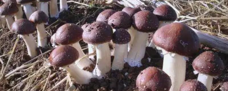 种植大球盖菇的前景，容易被消费者接受前景可观