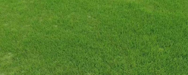 常用的草坪种子有哪些，有马尼拉、狗牙根等
