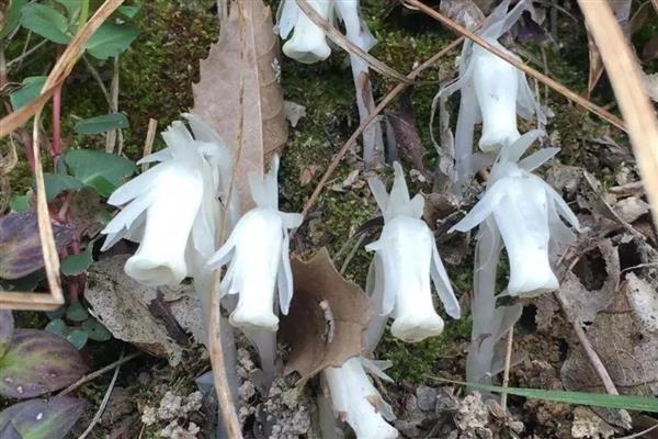 无需阳光的花卉有哪些,有水晶兰、龙血树等