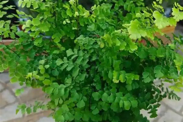 无需阳光的花卉有哪些,有水晶兰、龙血树等