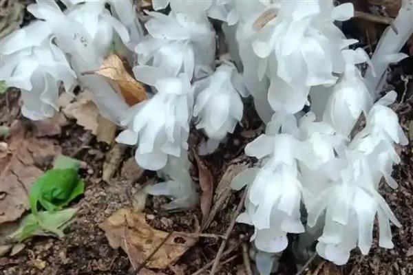 无需阳光的花卉有哪些,有水晶兰、龙血树等