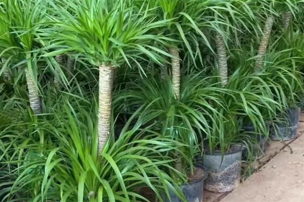 无需阳光的花卉有哪些,有水晶兰、龙血树等