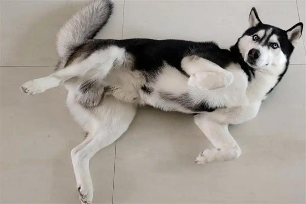 狗狗为什么喜欢在主人面前翻肚皮，对主人的无条件的信任