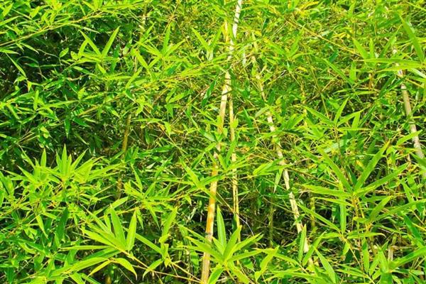 哪些竹子适合养在室内，可选择文竹、富贵竹等品种