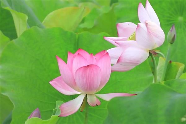 荷花的开放时间，花期为6-9月份