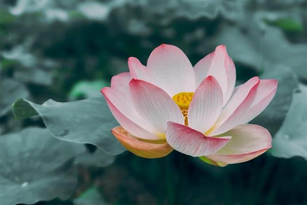 荷花的开放时间，花期为6-9月份