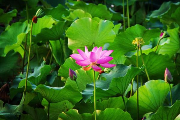 荷花的开放时间，花期为6-9月份