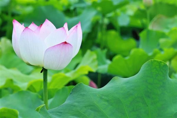 荷花的开放时间，花期为6-9月份