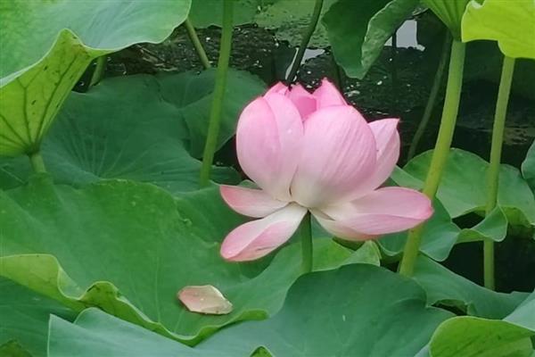 荷花的开放时间，花期为6-9月份