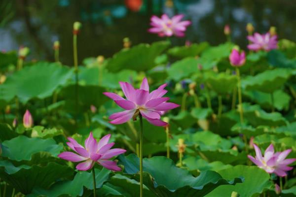 荷花的开放时间，花期为6-9月份