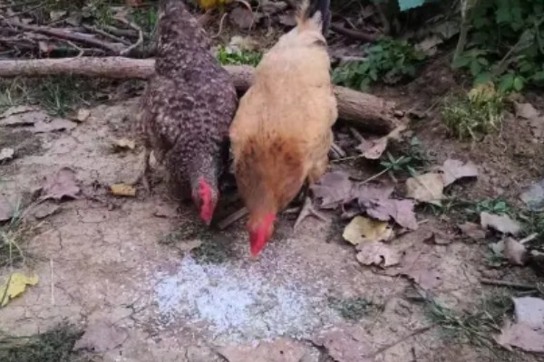 鸡不下蛋的原因，可能是蛋位不正、泄殖腔发炎、脂肪超标等因素所致