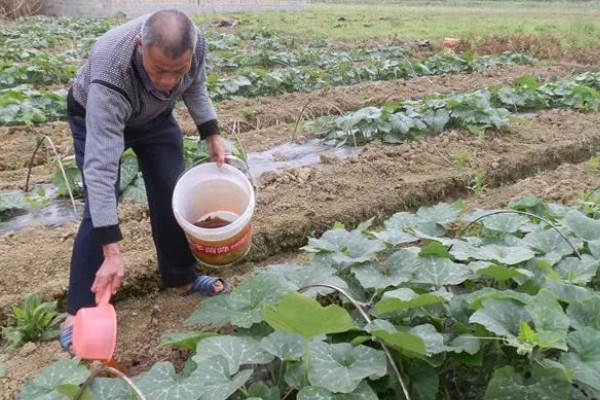 南瓜不挂果如何解决，缺少养分可以追施磷钾肥