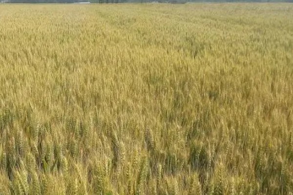 小麦的适宜生长环境，每天需要提供8-12个小时左右的光照