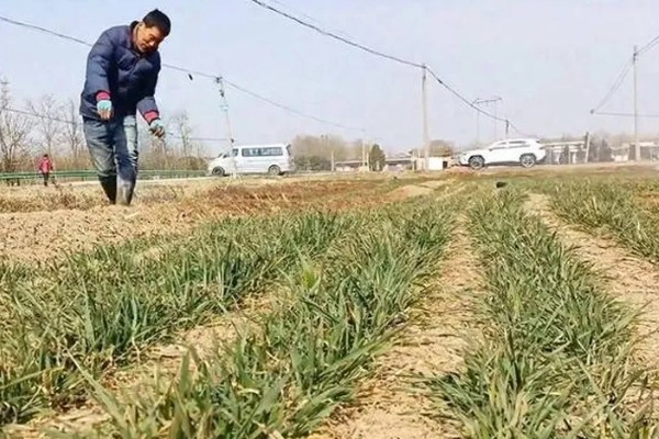 小麦的适宜生长环境，每天需要提供8-12个小时左右的光照