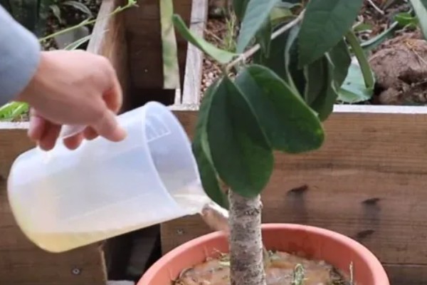 桂花的养殖方式，春秋季节每隔2-3天浇一次水