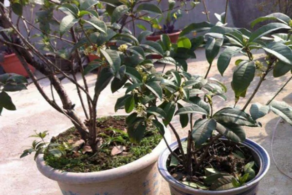 桂花的养殖方式，春秋季节每隔2-3天浇一次水