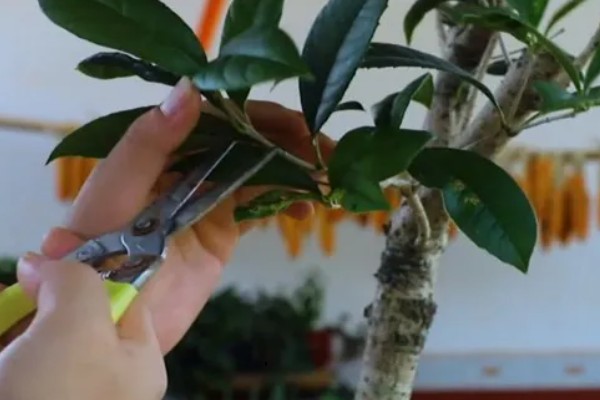 桂花的养殖方式，春秋季节每隔2-3天浇一次水
