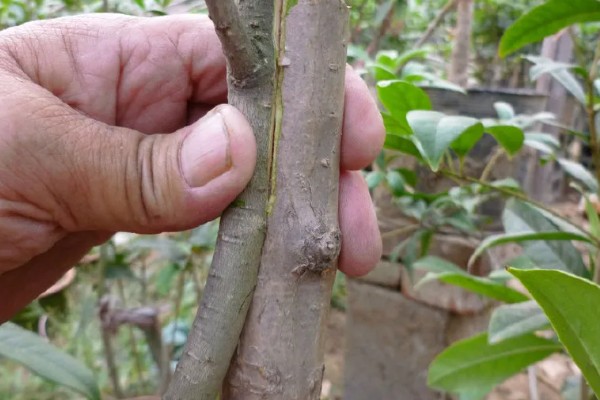 桂花的养殖方式，春秋季节每隔2-3天浇一次水