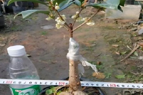 桂花的养殖方式，春秋季节每隔2-3天浇一次水
