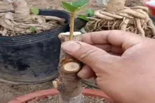 桂花的养殖方式，春秋季节每隔2-3天浇一次水
