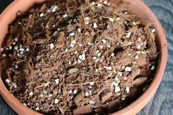 桂花的养殖方式，春秋季节每隔2-3天浇一次水