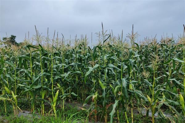 草莓玉米怎么种，每亩地种植3500-4000株左右