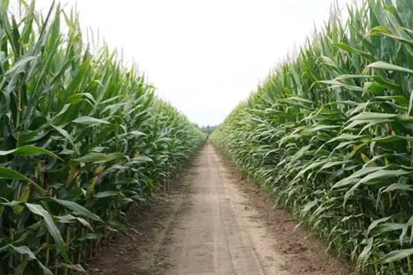 草莓玉米怎么种，每亩地种植3500-4000株左右