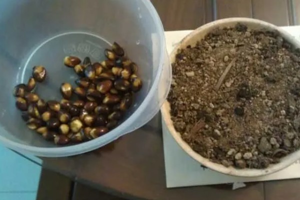 枇杷核可以种出枇杷吗，枇杷核能种出枇杷