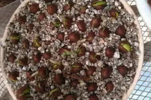 枇杷核可以种出枇杷吗，枇杷核能种出枇杷