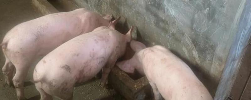100斤猪饲料的加盐量，添加150-300克左右
