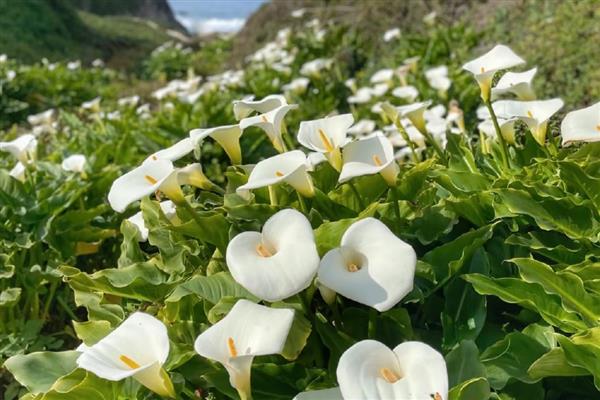 哪些植物可以水养,常见风信子、马蹄莲等品种