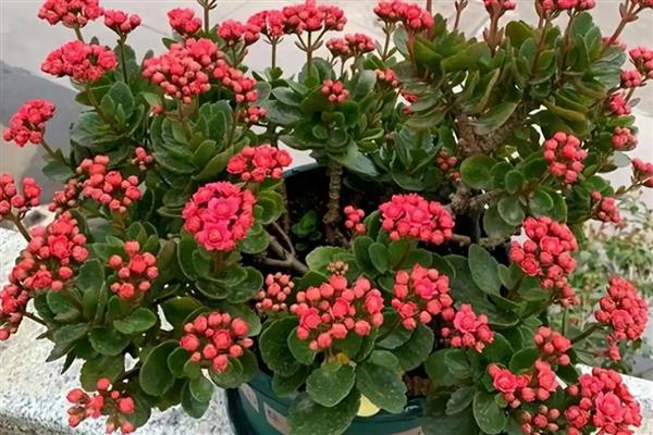 哪些植物可以水养,常见风信子、马蹄莲等品种
